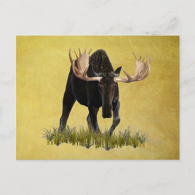 Charging Bull Moose Postcard (Front)