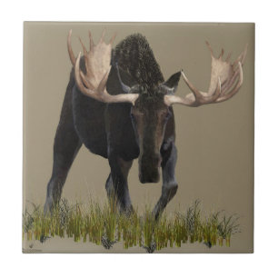Charging Bull Moose Tile