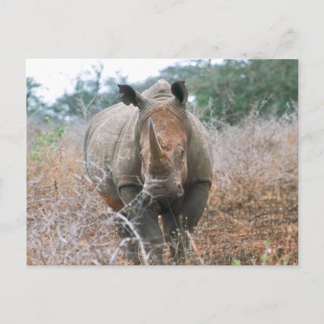 Charging Rhino Postcard (Front)