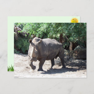 Charging Rhinoceros Postcard