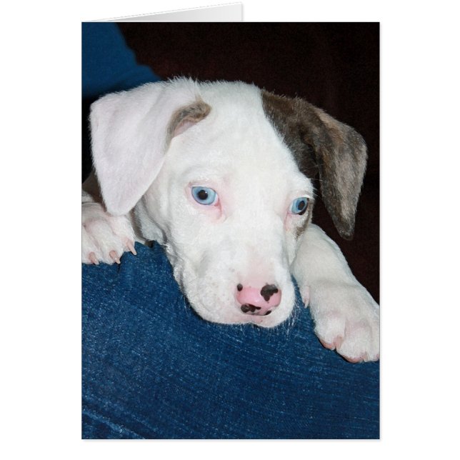 Chari The Catahoula Puppy (Front)