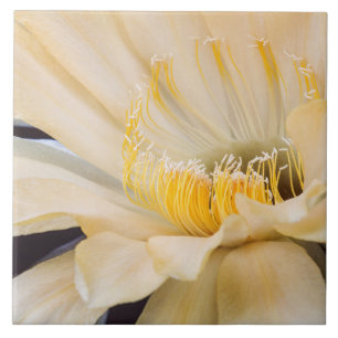 Charlemagne Echinopsis cactus in bloom  Tile