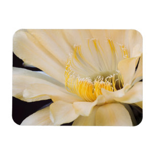 Charlemagne Echinopsis in bloom Magnet