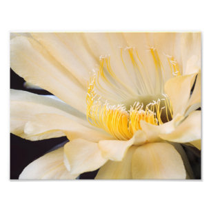 Charlemagne Echinopsis in bloom Photo Print