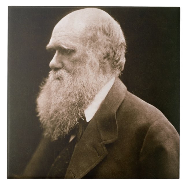 Charles Darwin (1809-82) (photo) Tile (Front)