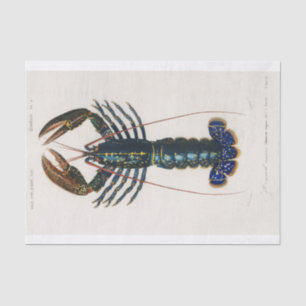 Charles Dessalines D' Orbigny Crimson Crawfish Tissue Paper