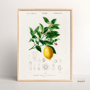 Charles Dessalines D Orbigny Lemon Citrus Limoniu  Poster