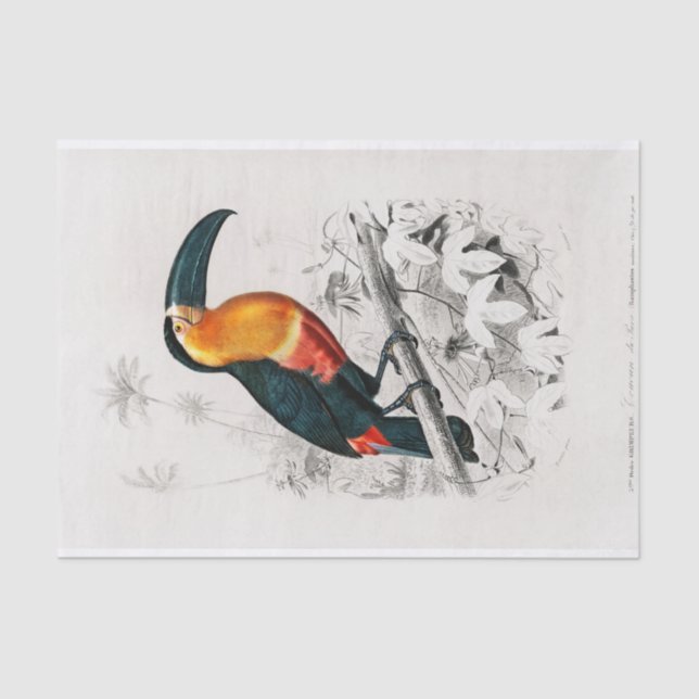 Charles Dessalines D' Orbigny | Toucan Tissue Paper (Front)