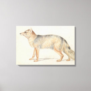 Charles Hamilton Smith - Crab-Eating Fox Canvas Print
