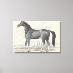 Charles Hamilton Smith - Dongola Horse Canvas Print