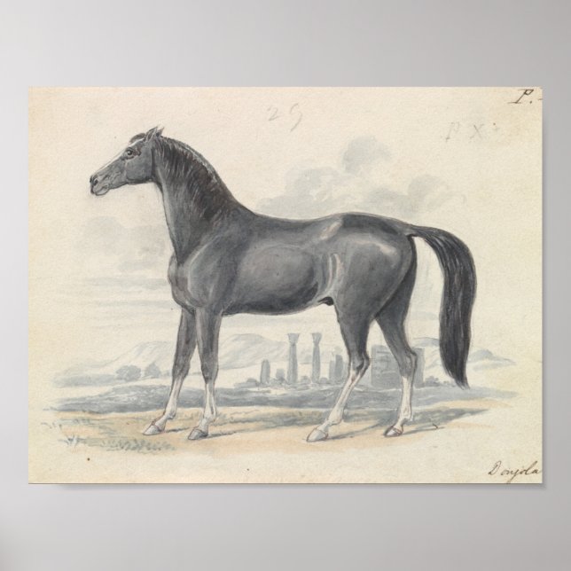 Charles Hamilton Smith - Dongola Horse Poster (Front)