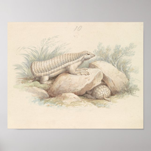 Charles Hamilton Smith - Pink Fairy Armadillo Poster (Front)