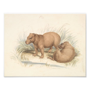 Charles Hamilton Smith - The Capybara Photo Print