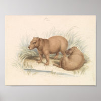 Charles Hamilton Smith - The Capybara
