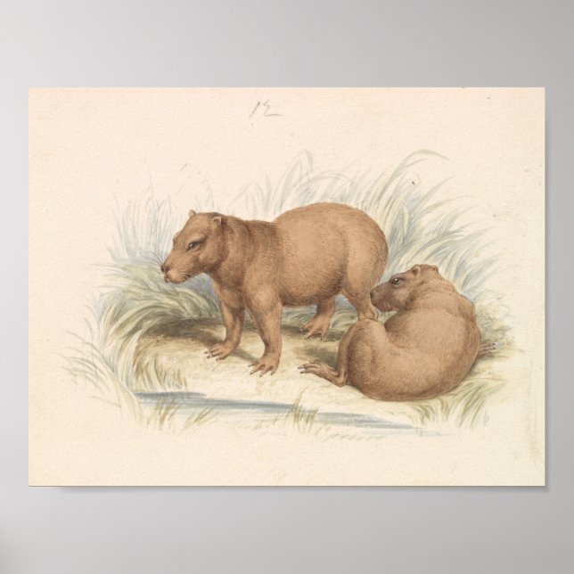 Charles Hamilton Smith - The Capybara Poster (Front)