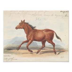 Charles Hamilton Smith - The Koomrah Horse Photo Print