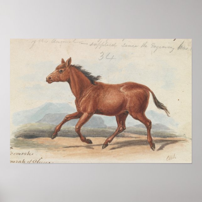 Charles Hamilton Smith - The Koomrah Horse Poster (Front)