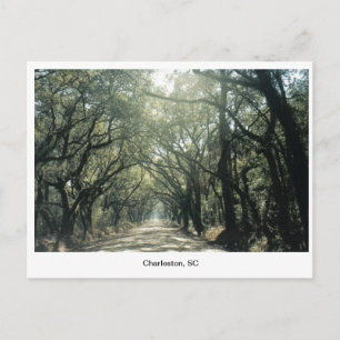Charleston, SC Oak Trees Postcard