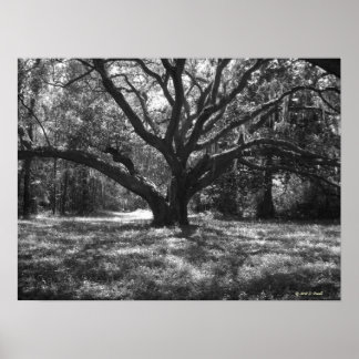 Charleston South Carolina Poster