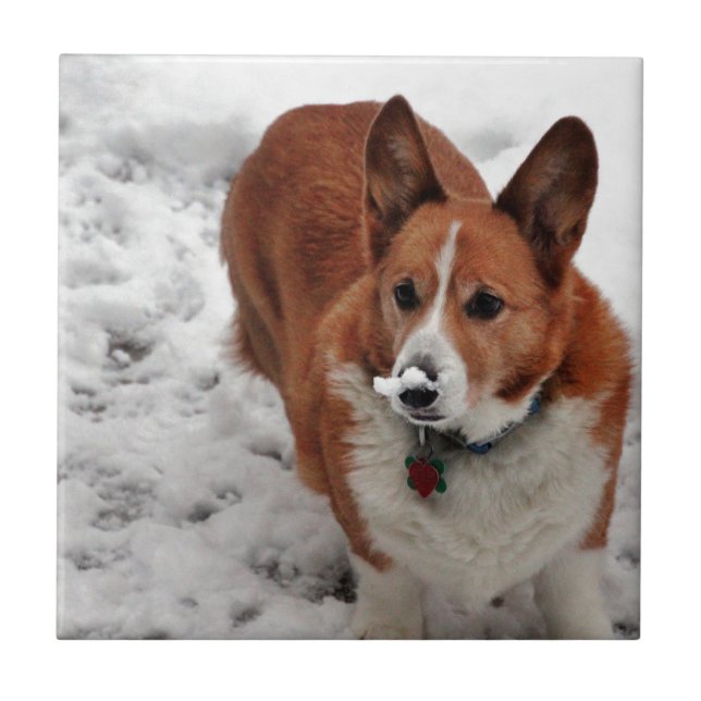 Charlie Snow Snout Tile (Front)