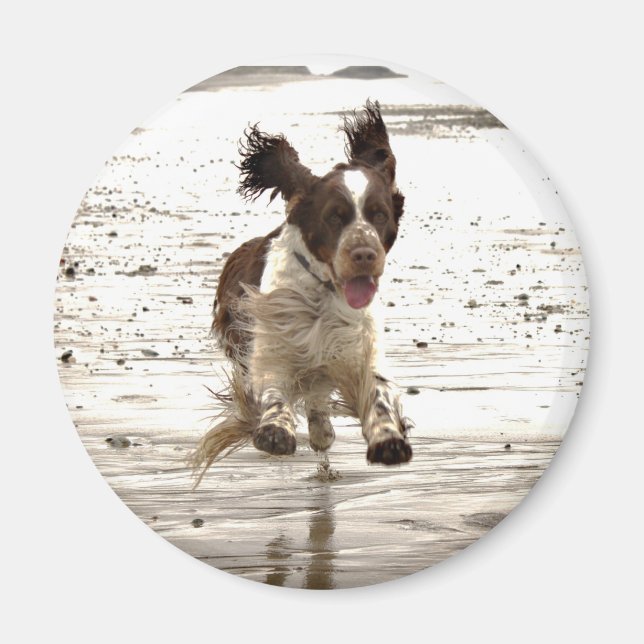Charlie The Springer! Magnet (Front)
