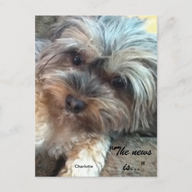 Charlotte & Shadow Friends Postcard (Front)