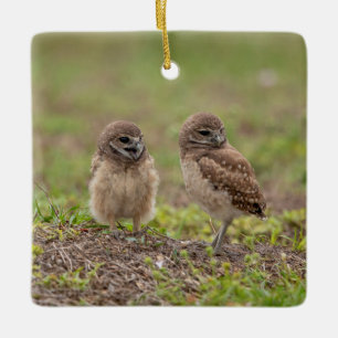 Charming Burrowing Owls of Florida Ceramic Ornament