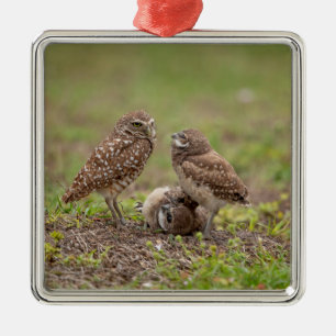 Charming Burrowing Owls of Florida Metal Tree Decoration