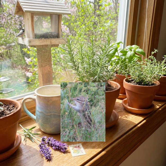 Charming Chipmunk in Summer Meadow Postcard (Creator Uploaded)