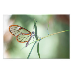 Charming Clear-Wing Butterfly Photo Print