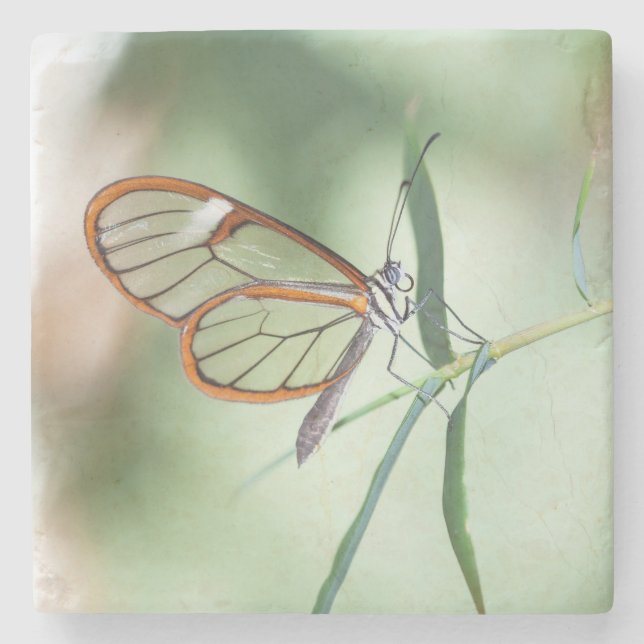 Charming Clear-Wing Butterfly Stone Coaster (Front)