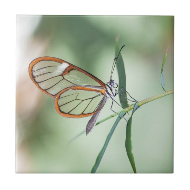 Charming Clear-Wing Butterfly Tile (Front)