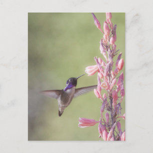 Charming Costa's Hummingbird Postcard