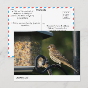 Charming Garden Bird at Feeder Postcard