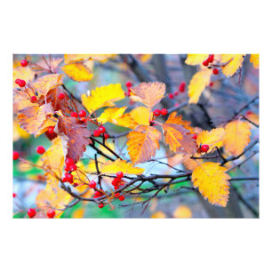 Charming hawthorn berries in autumn photo print