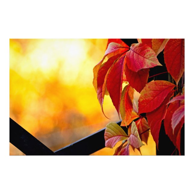 Charming red vine leaves in the autumn garden photo print (Front)
