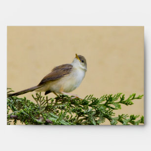 Charming Sparrow Bird Photograph Envelope