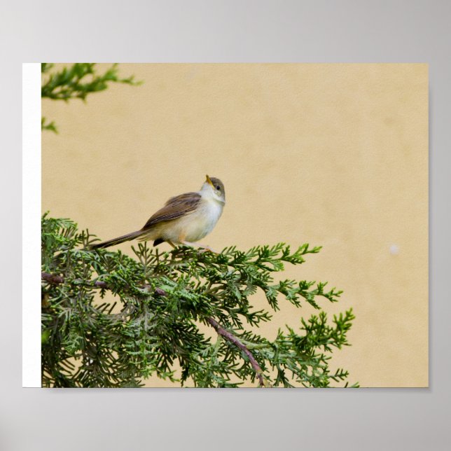 Charming Sparrow Bird Photograph Poster (Front)