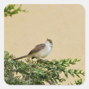 Charming Sparrow Bird Photograph Square Sticker