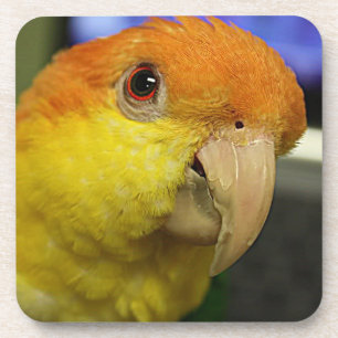 Charming White Bellied Caique Parrot Coaster