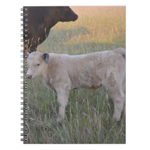 Charolais calf spiral notebook
