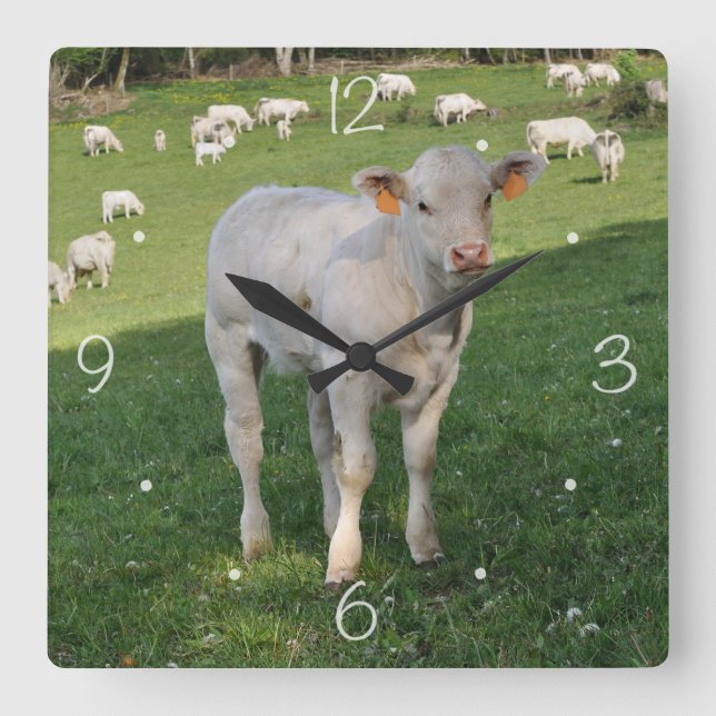Charolais calf square wall clock (Front)