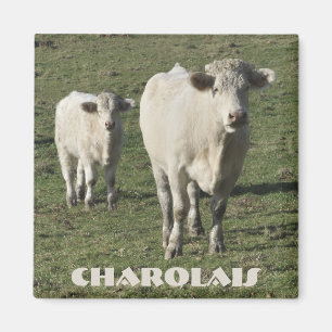 Charolais cow and calf magnet