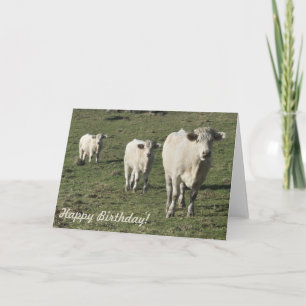 Charolais cow and calves birthday card