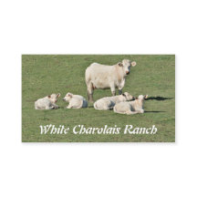 Charolais cow and four calves