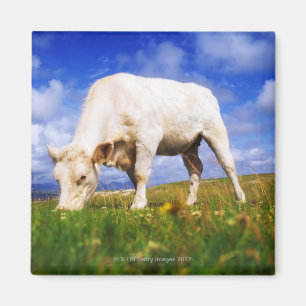 Charolais Cow Grazing, Mannin Bay, Ireland Magnet