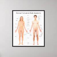 Chart of Basic Human Female and Male Anatomy