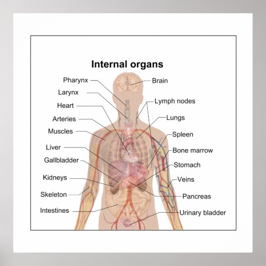 Chart of human internal organs | Zazzle.co.nz