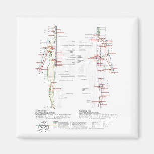 Chart of Human Meridians Magnet