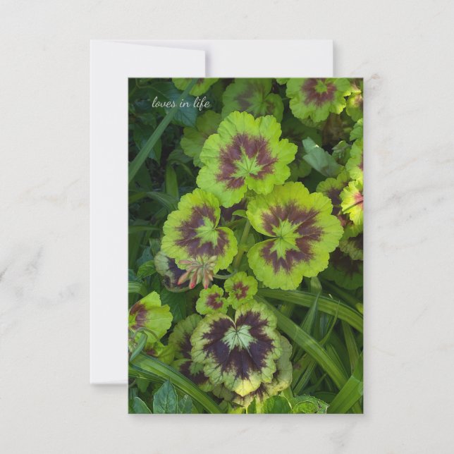 Chartreuse Coloured Geranium Leaves Card (Front)
